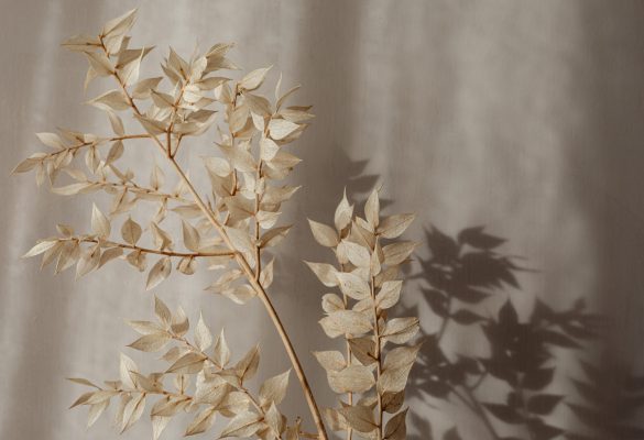 kaboompics_minimalist-still-life-neutral-aesthetic-backgrounds-24147